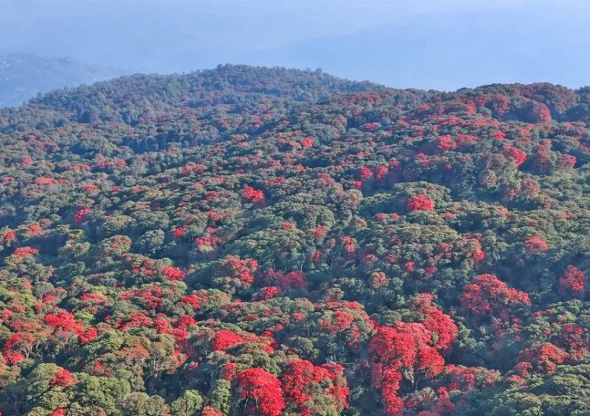 TMJ Region Blooms with 28 Species of Rhododendrons: Tourists Flock to the “Rhododendron Capital”