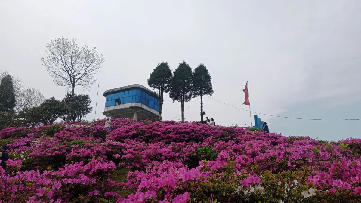 Gufapatal Ilams New Tourist Spot Blooms with Thousands of Angelia Flowers
